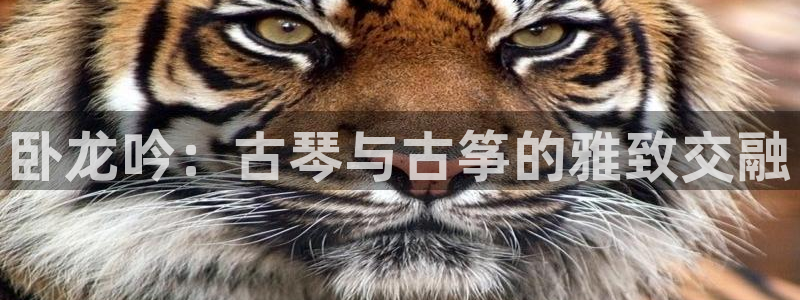 凯发k8娱乐是真实的吗：卧龙吟：古琴与古筝的雅致交融
